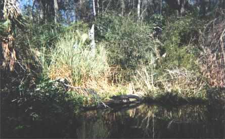 A 4 foot aligator