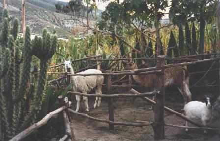 Llamas and a goat in a nearby replics Incan village